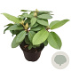 Rhododendron 'Germania' 30-40 cm 5,0L struik