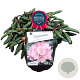 Rhododendron (Y) 'Koichiro Wada' 25-30 cm 5,0L