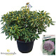 Rhododendron 'Roseum Elegans' 80-100 cm cont. 80L