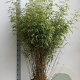 Fargesia rufa 125-150 cm 20L
