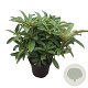 Rhododendron 'Wilgen's Ruby' 30-40 cm 5,0L struik