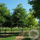 Robinia margaretta 'Casque Rouge' 8-10 HO met kluit