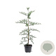 Sequoia sempervirens 100-125 cm 5,0L