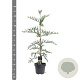 Sequoia sempervirens 100-125 cm 5,0L