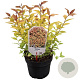 Spiraea jap. 'Goldmound' 25-30 cm 3,5L