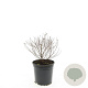 Spiraea jap. 'Little Princess' GM 1.5