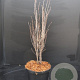 Frangula alnus Fine Line 50-60 cm 5,0L