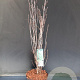 Frangula alnus Fine Line 60-80 cm 5,0L