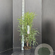 Frangula alnus Fine Line 80-100 cm 5,0L