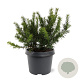 Taxus b. 'Repandens' 25-30 cm 3,5L