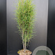 Frangula alnus Fine Line 100-125 cm 10L