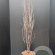 Frangula alnus Fine Line 100-125 cm 10L