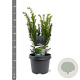 Taxus media 'Densiformis' 25-30 cm 3,5L