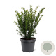 Taxus media 'Farmen' 25-30 cm 3,5L