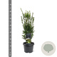 Taxus media 'Hicksii' 40-50 cm 3,0L