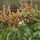 Tetrapanax papyrifer 'Rex' 40-45 cm 15L bol