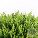Thuja occidentalis 'Danica Aurea' 25-30 cm 3,5L