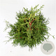 Thuja occidentalis 'King of Brabant' 125-150 cm 7,5L