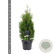 Thuja occ. 'Holmstrup' 40-50 cm 3,0L