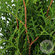 Thuja occ. 'Holmstrup' 40-50 cm 3,0L