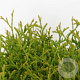Thuja occ. 'Little Giant' 25-30 cm 3,5L