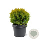 Thuja occ. 'Mirjam' 25-30 cm 3,5L