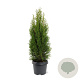 Thuja occ. 'Smaragd' 50-60 cm 3,0L