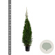 Thuja occ. 'Smaragd' 125-150 cm 10L