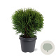 Thuja occ. 'Tiny Tim' 30-40 cm 5,0L