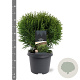 Thuja occ. 'Tiny Tim' 30-40 cm 5,0L