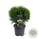 Thuja occ. 'Tiny Tim' 30-40 cm 5,0L