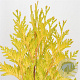 Thuja pl. '4ever' 40-50 cm 3,0L
