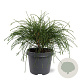 Thuja pl. 'Whipcord' 30-40 cm 5,0L