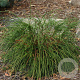 Thuja pl. 'Whipcord' 30-40 cm 5,0L