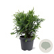 Thujopsis dolabrata 40-50 cm 5,0L