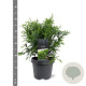 Thujopsis dolabrata 40-50 cm 5,0L