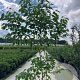 Halesia carolina 150-175 cm 20L
