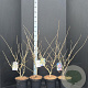 Hamamelis int. 'Arnold Promise' 60-80 cm 5,0L
