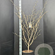 Hamamelis int. 'Arnold Promise' 125-150 cm 15L