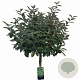 Elaeagnus ebbingei 100 cm stam 12L