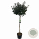 Elaeagnus ebbingei 100 cm stam 12L