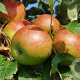 Malus d. 'Champagnezoet' 6-8 HO wortelgoed