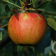 Malus d. 'Elstar' 6-8 HO wortelgoed