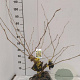 Hamamelis int. 'Pallida' 80-100 cm met kluit