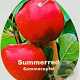 Malus d. 'Summerred' 6-8 HO wortelgoed