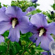 Hibiscus syr. Azurri 50-60 cm met kluit