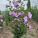 Hibiscus syr. Lavender Chiffon 60-80 cm met kluit