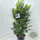 Prunus l. Elly 125-150 cm 15L