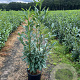 Prunus l. Elly 125-150 cm 15L