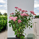 Hydrangea a. Pink Annabelle 50-60 cm 7,5L